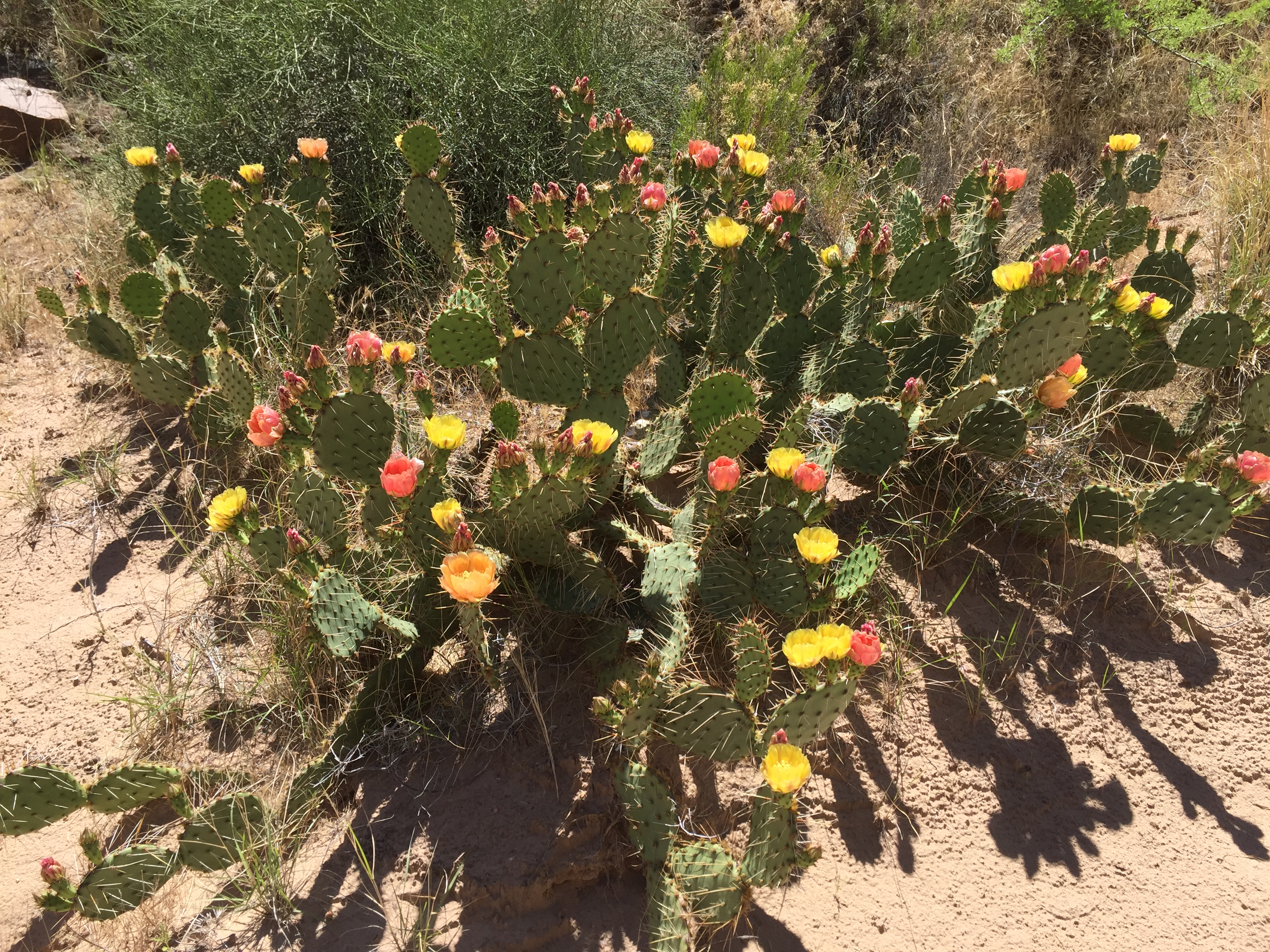 Flowering Cactus on Grand Canyon Challenge